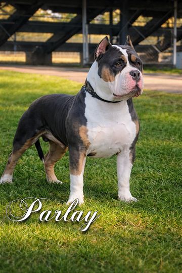 A muscular American Bully dog named Parlay standing on grass.