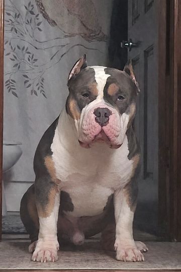 Strong and attentive American Bully dog sitting inside a doorway.