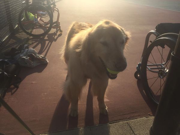 Murphy, the clinic therapy dog, collecting tennis balls at adaptive tennis practice.