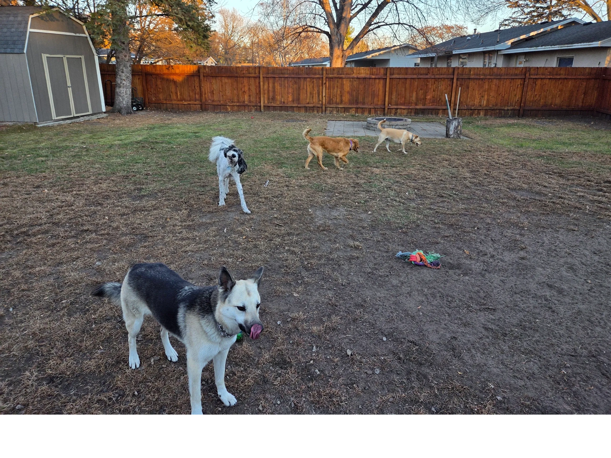 Happy Hounds playing in the backyard.