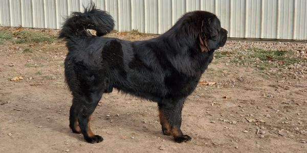Asian Bear's Tibetan Mastiff Igosbull Inarong Bear imported from Russia.