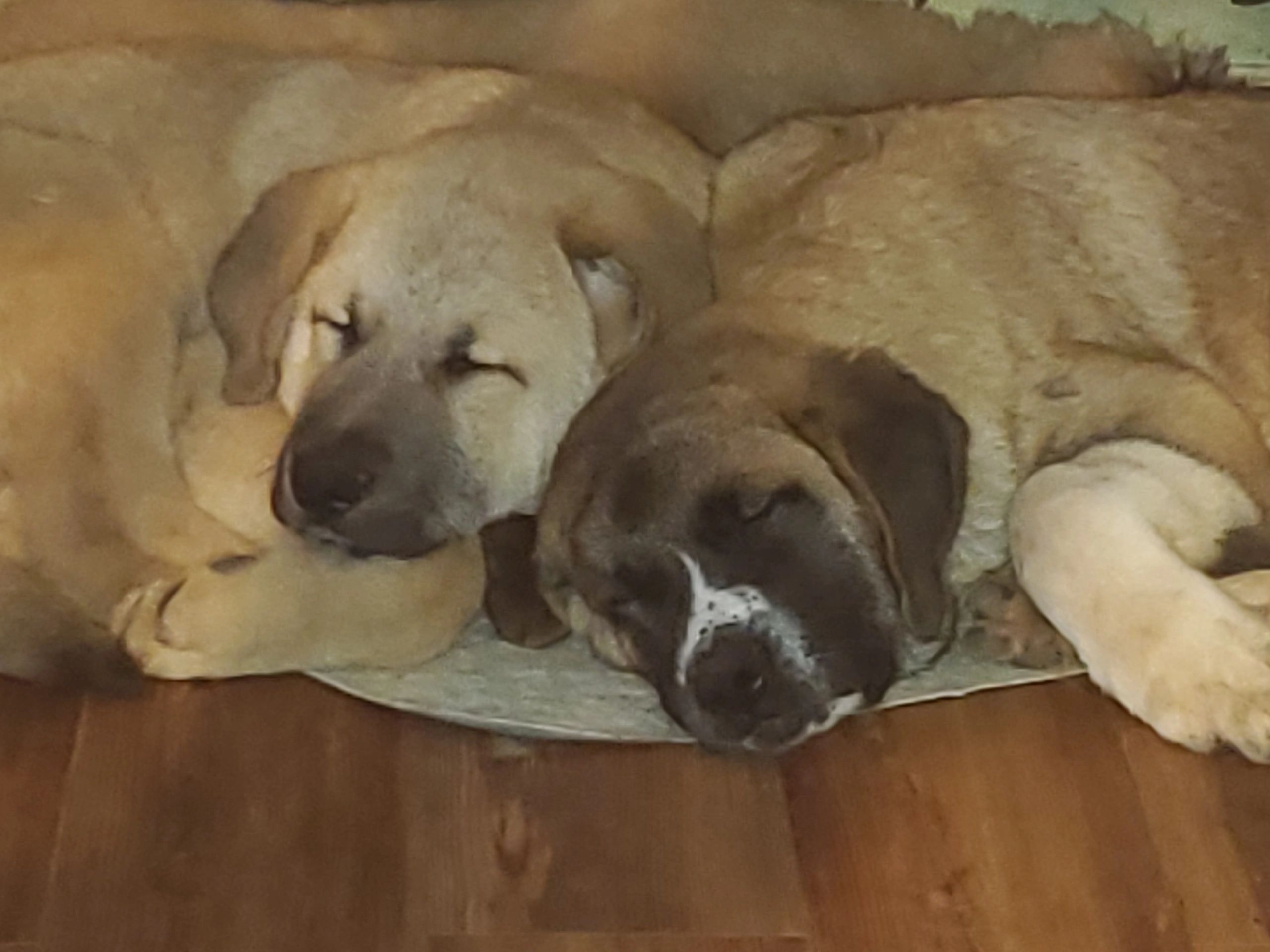 Tibetan Mastiff, Akita, Asian Bear Dog, Breeder