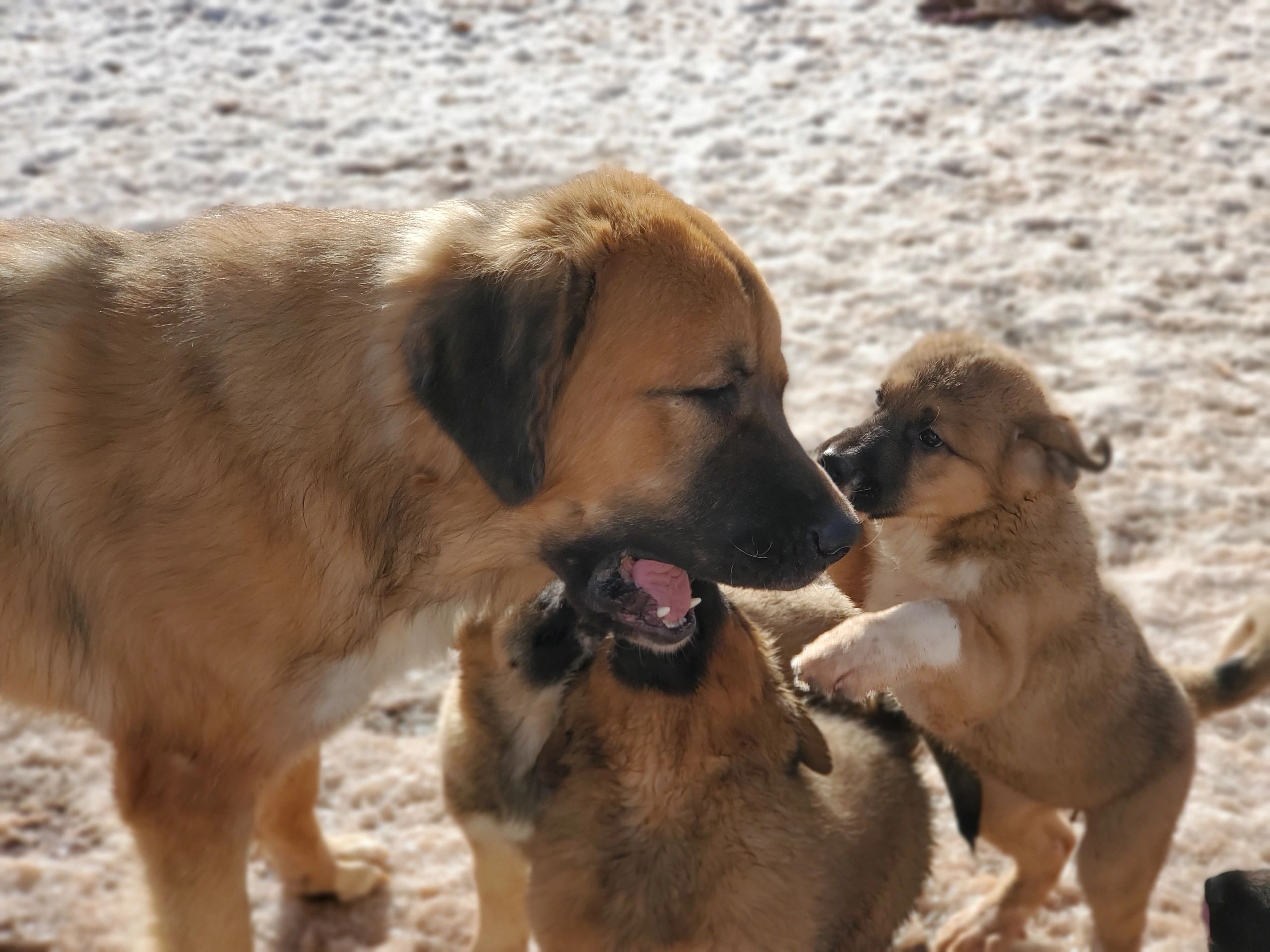 Tibetan Mastiff, Akita, Asian Bear Dog, Breeder