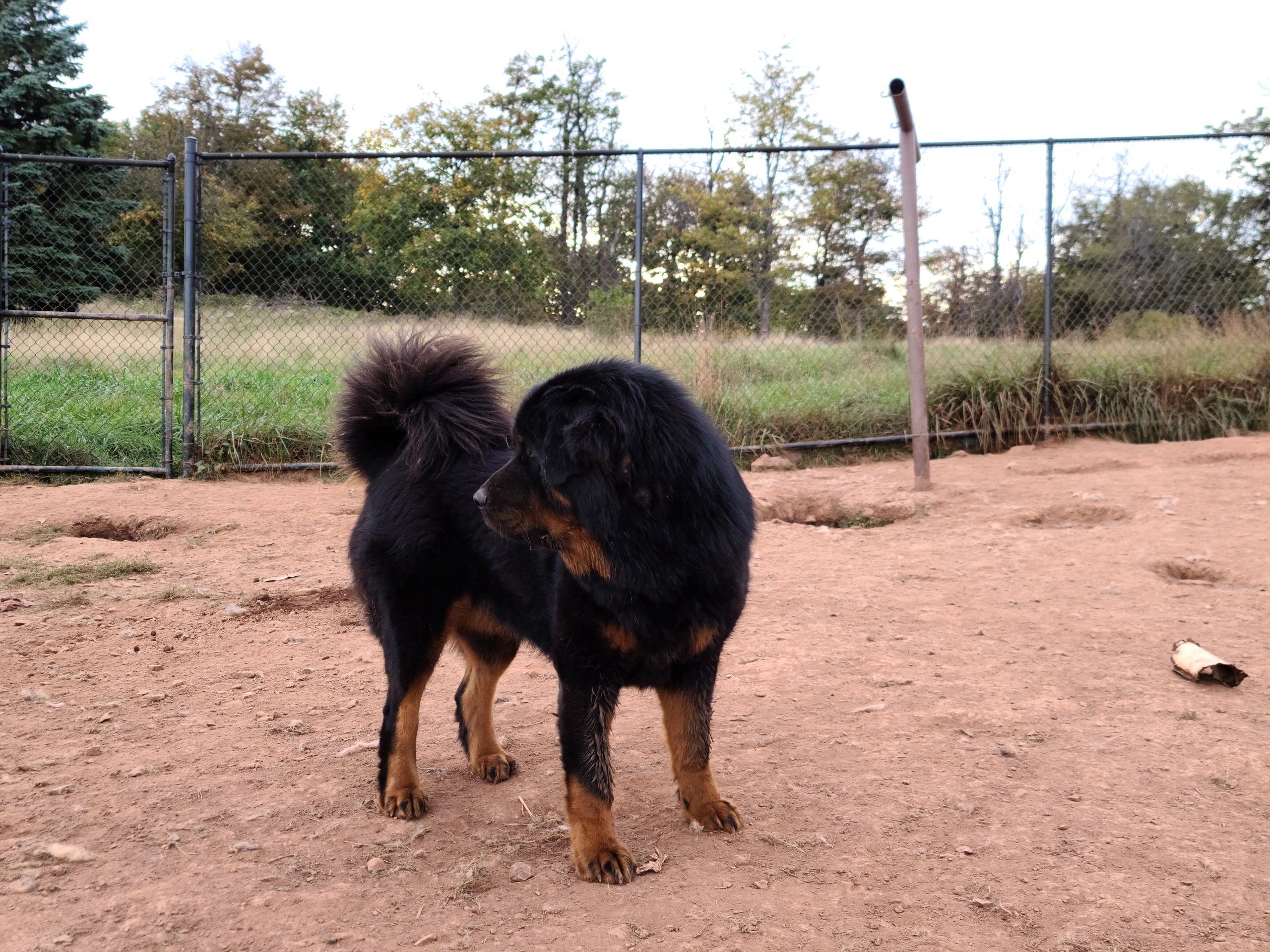 Caucasian Ovcharka