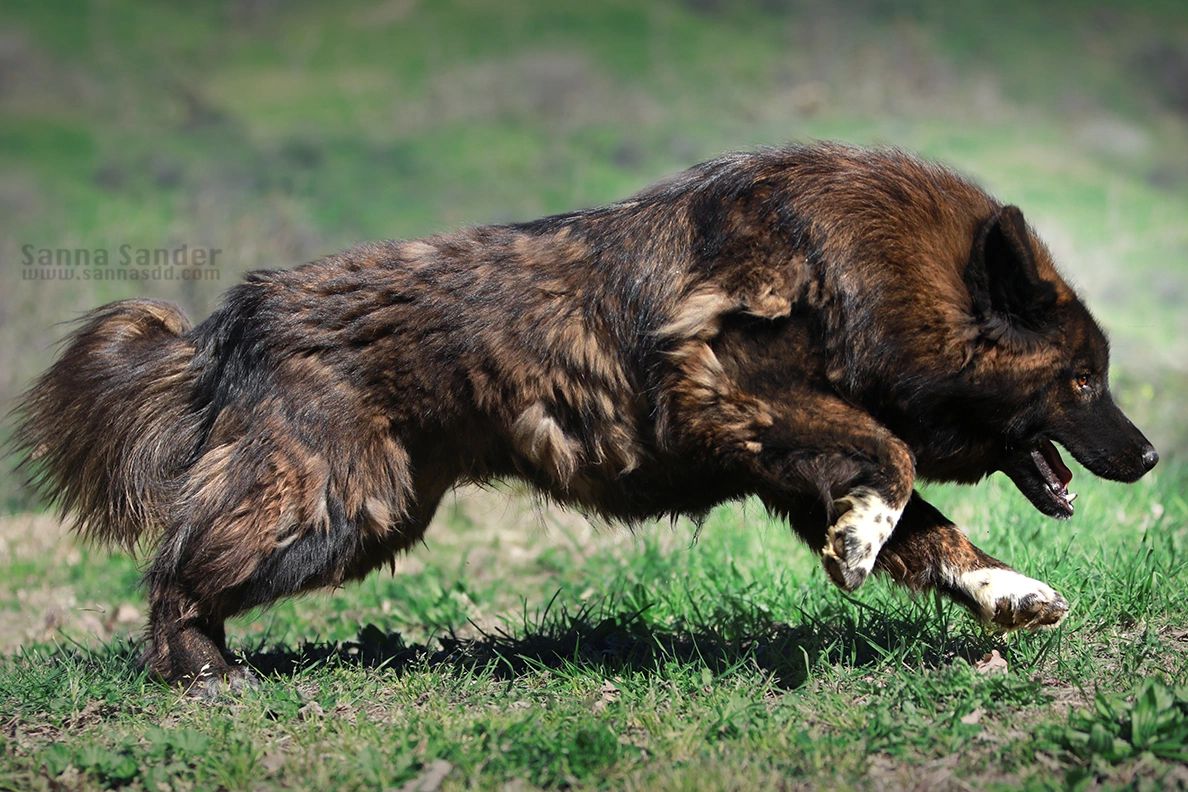 Taking deposits for aboriginal Tibetan Mastiff Rochana's litter due in mid March