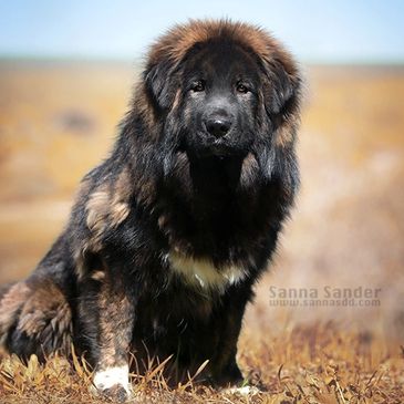 aboriginal Tibetan Mastiff Rochana