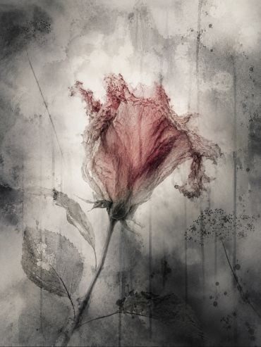Faded pink rose with delicate edges on textured gray background.
