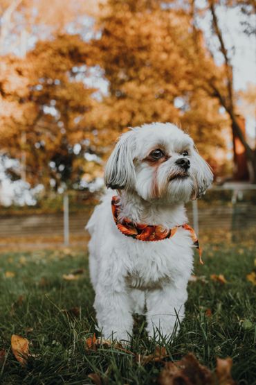 Dog Photography Kansas City