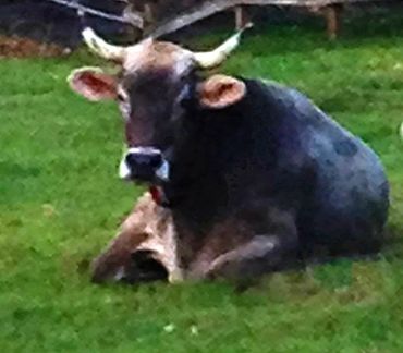 Journey begins: oxen ready to garden