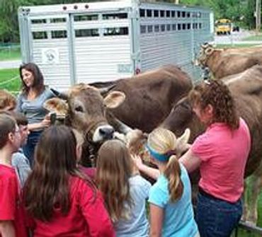 A girls guiding her oxen through morning light