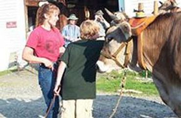 two women are takin care of an oxen