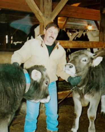 Farmer feeding two white calves in wooden barn