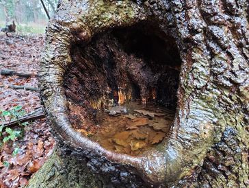 Tree from a  tree safety survey.