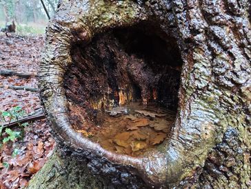 Tree from a dangerous tree survey.