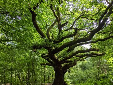 Tree from a woodland survey and woodland management.