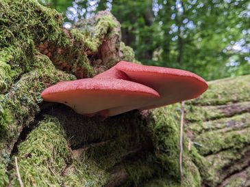 Fungal bracket from a planning application (BS5837) tree survey.