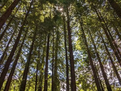 Trees that would be considered in a Woodland Management Plan.