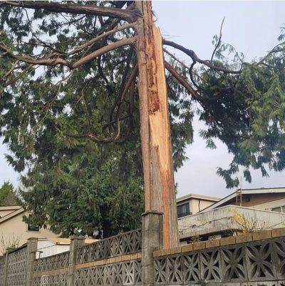 Tree Removal West North Vancouver Burnaby Port Coquitlam Moody Maple Ridge Pitt Meadows Surrey 