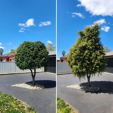 Before and after images of a tree in a driveway under a blue sky.
