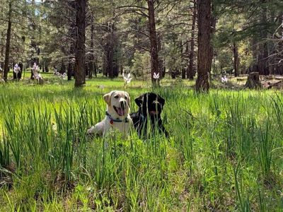 Yellow & White Low Shedding English & American Labrador Retriever Puppies for Sale in Scottsdale, AZ