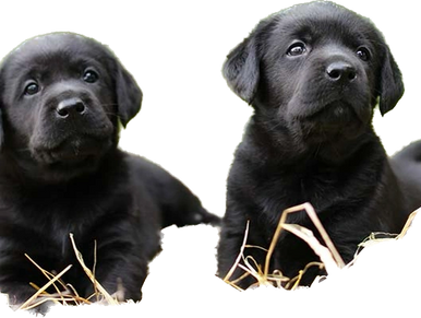 Christmas 2024 Black English American AKC Lab Puppies for Sale Scottsdale Tucson Phoenix, AZ