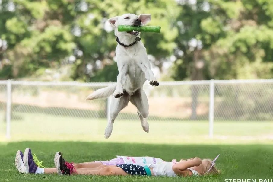 Pure Breed AKC Labrador Retriever jumping over kids with chew toy in mouth,