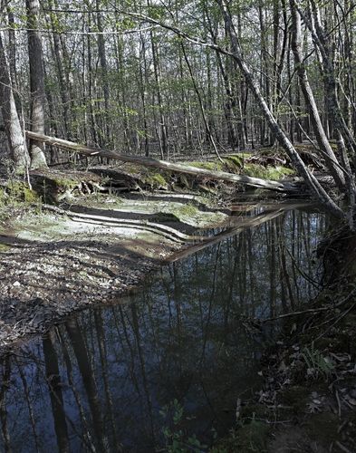 When a tree falls in the forest, it longs to be heard.