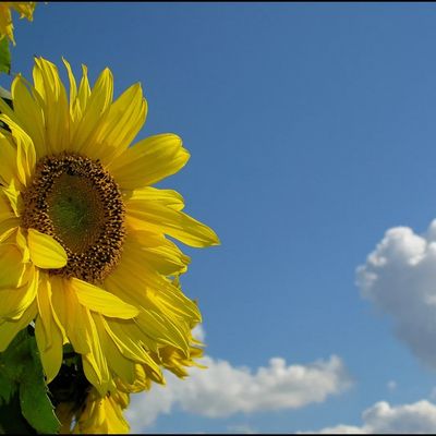 closeup shot of a sunflower and the sky