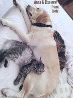 COONPALS ELSA & COONPALS ANNA wih new hostage, Candy!