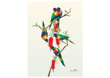 Rainbow Lorikeets
Australian Native Birds
Banksia
Bird Art

