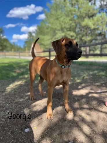 Givens Blackmouth Cur pups are exceptionally special Black Mouth Curs