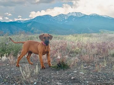 We have pups located all across the USA and a few in Canada.