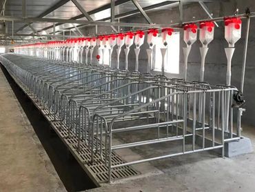 Cages & Trough Pig Farm