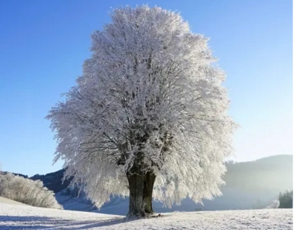 A large tree covered in frost stands alone on a snowy field under a clear blue sky.