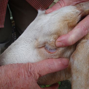 goat showing pale mucous membranes due to barber's pole worms or Haemonchus contortus 