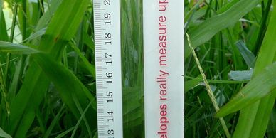 Grass with a ruler beside it to encourage goat owners to keep pastures high for worm control