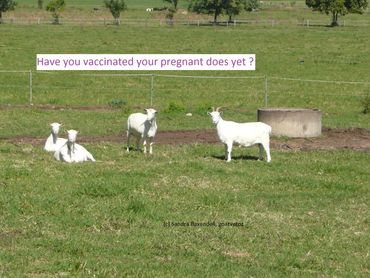 pregnant Saanen does in a field