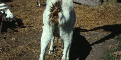 A Saanen goat with diarrhoea or diarrhea or loose faeces