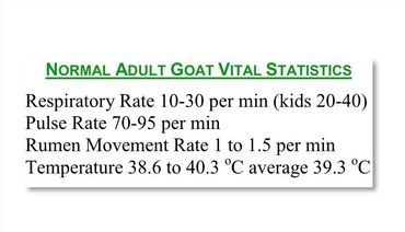 Back of my business card showing normal temperature, respiration and pulse rates for goats & kids