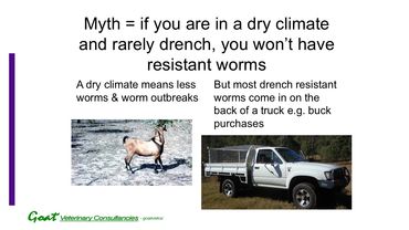 A goat on dry soil eating a branch & a truck with a cage on the back for transporting goats.