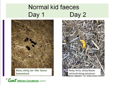 Kid faeces - day 1 and day 2