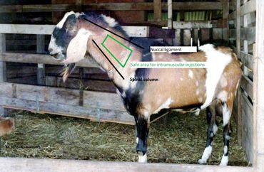 Anglo-Nubian buck showing site for intramuscular injections