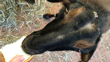 Photo of goat eating slice of bread slice with copper oxide wire particles in it