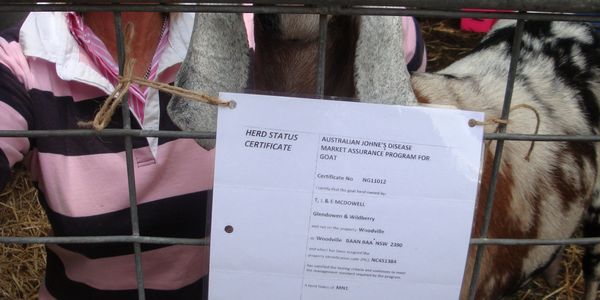 goat woner with Anglo-Nubian goats with a MAP certificate for Johne's disease  assurance 