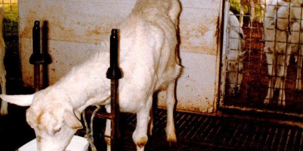 Saanen milking doe with signs of wasting and enlarged knees due to CAE 