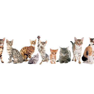 Celebrity Cats