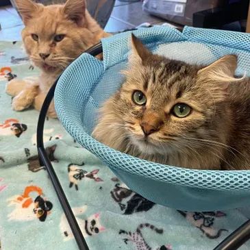 Two Celebrity Cats