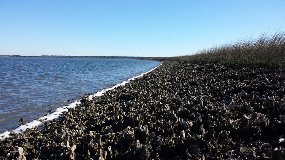 maggioni oysters in bed beaufort sc