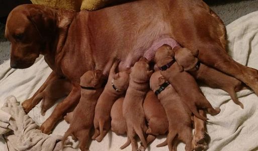 Red Lab Puppies