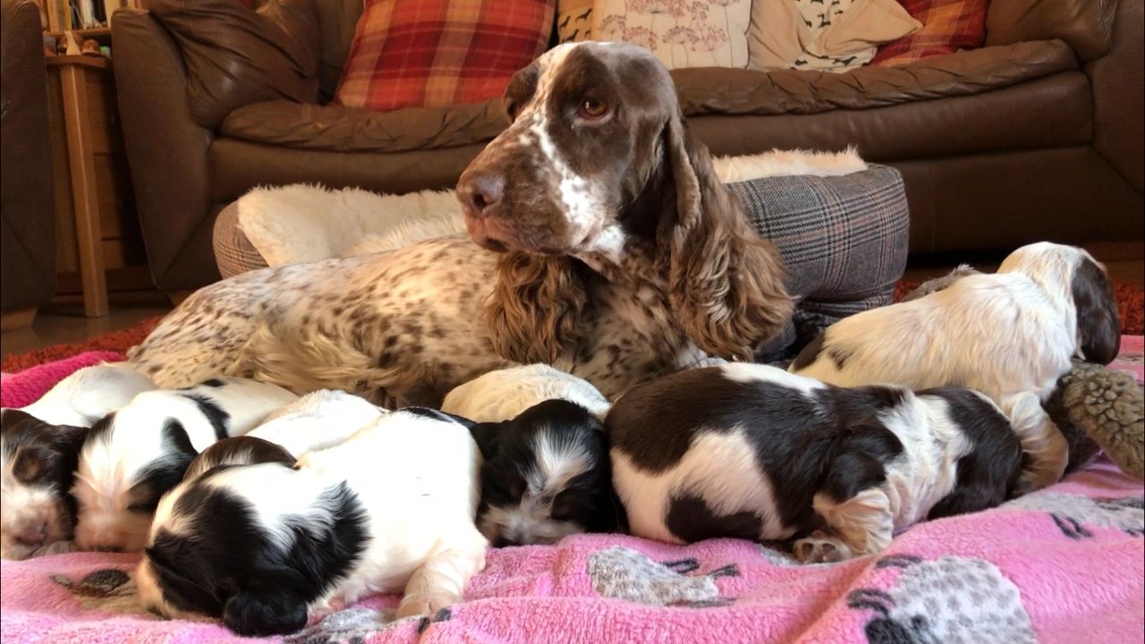 Cocker Spaniel female with puppies